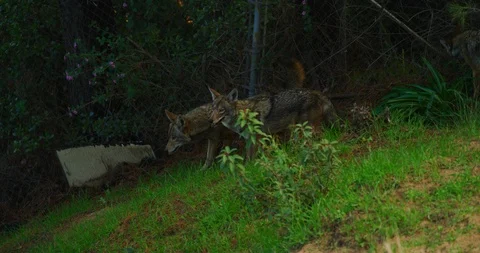 Slow motion of coyotes in Griffith Park in Los Angeles, California Stock Footage 115807911