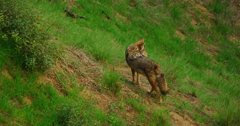 Slow motion of coyotes in Griffith Park in Los Angeles, California Stock Footage 115808347