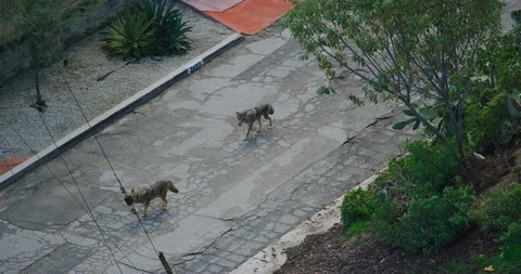 Slow motion of coyotes in Griffith Park in Los Angeles, California Vídeo Stock 116018742
