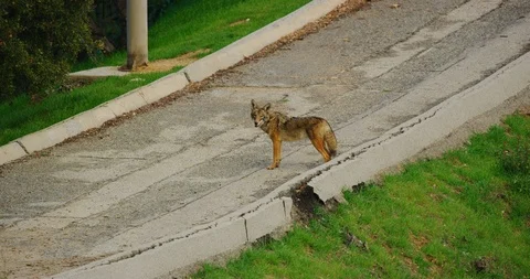 Slow motion of coyotes in Griffith Park in Los Angeles, California Stock Footage 116022960