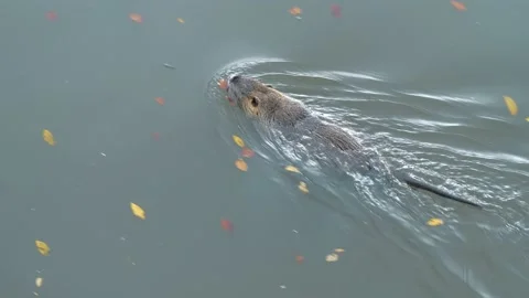 Slow Motion Coypu swims in the pond Stock Footage 228273696