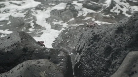 SLOW MOTION. Crabs jumping between rocks Stock Footage 155055954