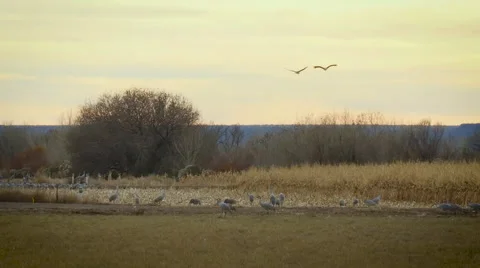 Slow Motion - Cranes Come in to Land in Evening Field Video stock 58802188