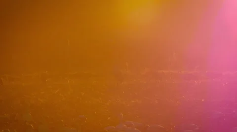 Slow Motion - Cranes in Lens Flare of Sunset Stock Footage 58822745