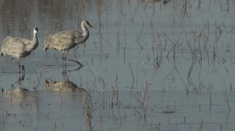 Slow Motion - Cranes Walking Through Icy Marsh Stock Footage 58891132