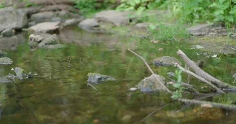 Slow Motion Creek With Splashes and Greenery Stock Footage 243847107
