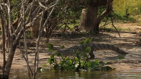 Slow motion of the crocodile coming to the waters of the river Nile. Stock Footage 201367444