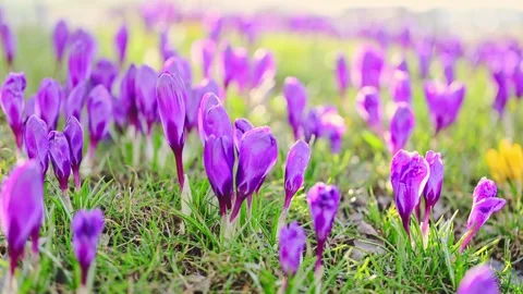Slow-motion crocuses in bloom on green grass, sunny spring day with a soft Stock Footage 299653384