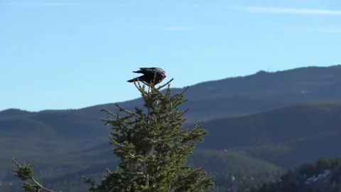 Slow Motion Crow Diving From Tree Top in Park HD Stock Footage 143925365