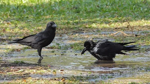 Slow motion of crow playing water. Stock-Footage 123229137