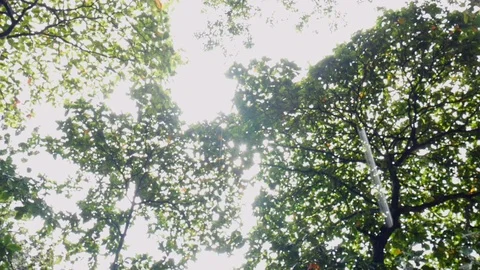 Slow Motion - Crowns of trees bright afternoon sun and rays. Abstract beautif Stock Footage 94902055