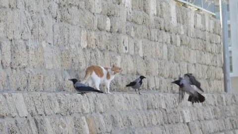 Slow motion of crows and cat Stock Footage 80649693