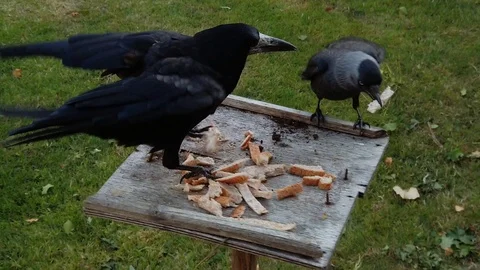 Slow motion crows taking bread scraps off rickety stand Video stock 114481866