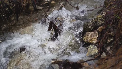 Slow motion of crystal clear mountain stream water flow in forest nature park Stock Footage 167850355