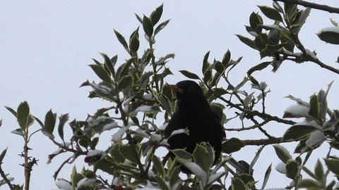 Slow-motion: curious common blackbird in variegated holly bush looking at you Video stock 101760080