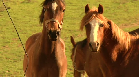 Slow motion – Curious Horses in Stock Footage 809418