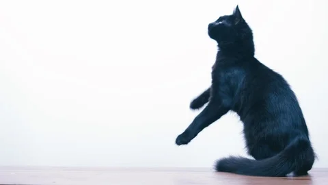 Slow motion of curious kitten jumping Stock Footage 100525659