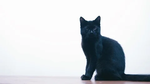 Slow motion of curious kitten laying down Stock Footage 100525667