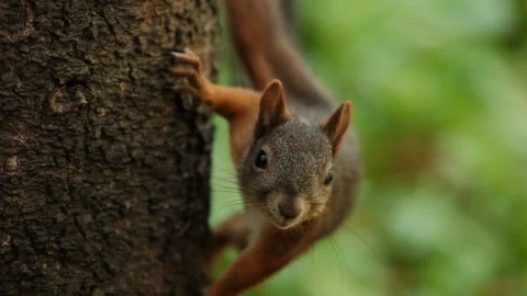 Slow motion of a curious red squirrel on a tree trunk. Stock Footage 147399524
