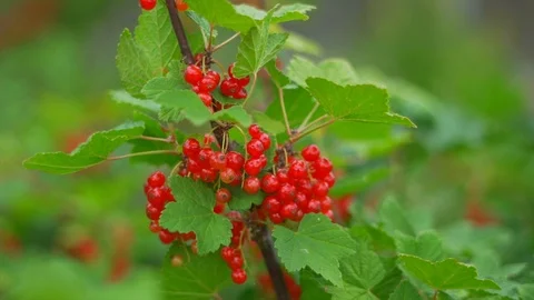 Slow motion of a currant bush Stock Footage 91514253