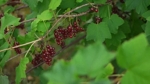 Slow motion of a currant bush Stock Footage 91514259