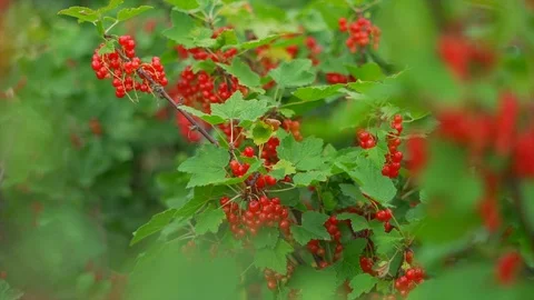 Slow motion of a currant bush Stock Footage 91514277