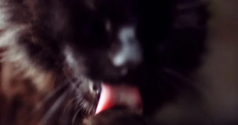 Slow motion of a cute black cat grooming licking her fur. Video stock 88934156