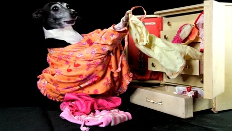Slow motion cute dog going through her clothing in her wardrobe dresser Stock Footage 100482783