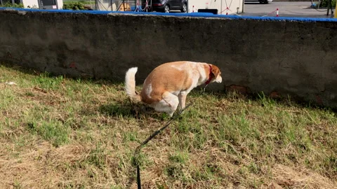 Slow motion: Cute Dog Makes A Poop Or Poo On the Grass Stock Footage 132943717