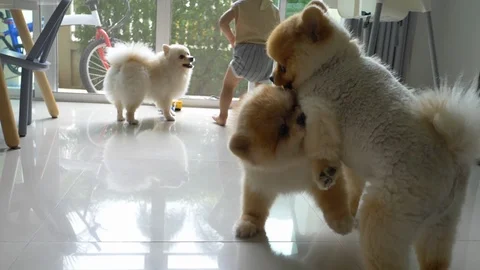 Slow motion, cute dogs playing in family home Stock Footage 94661027
