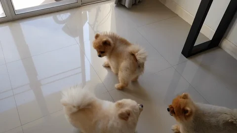 Slow motion, cute dogs playing in family home Stock Footage 99129645