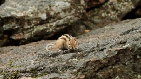Slow motion of a cute fluffy Chipmunk jumping on a rock and looking for food. Video stock 121923704