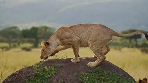 Slow Motion of Cute Lion Cub Playing with Lioness Mother in Masai Mara, Stock Footage 246504099