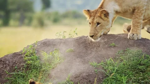 Slow Motion of Cute Lion Cub Playing with Lioness Mother in Maasai Mara, Stock Footage 246504175