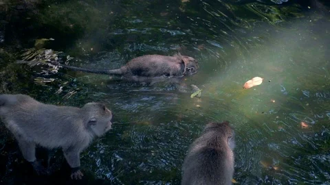 Slow Motion of Cute Monkeys Standing and... | Stock Video | Pond5