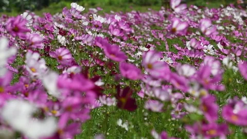 Slow motion of Cute Pink and white Cosmos Flowers Blooming and Blowing Stock Footage 295794050