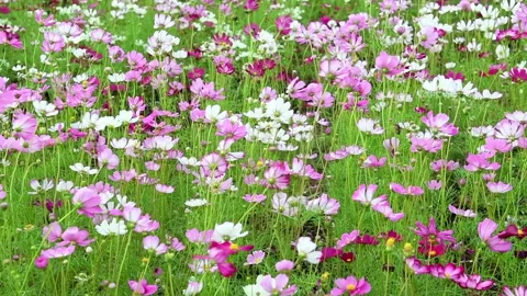 Slow motion of Cute Pink and white Cosmos Flowers Blooming and Blowing Stock Footage 295794053