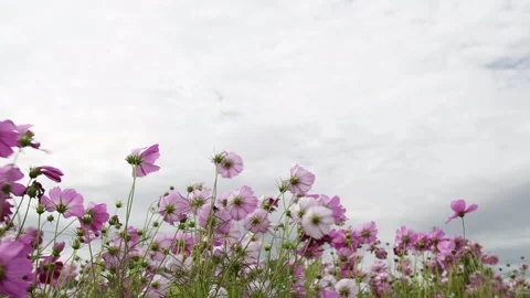 Slow motion of Cute Pink and white Cosmos Flowers Blooming and Blowing Stock-Footage 295794064