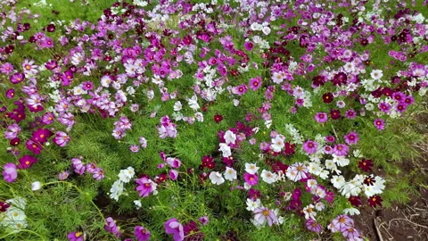 Slow motion of Cute Pink and white Cosmos Flowers Blooming Stock-Footage 296058354