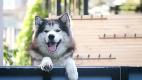 Slow-motion a cute Siberian Husky dog Stock Footage