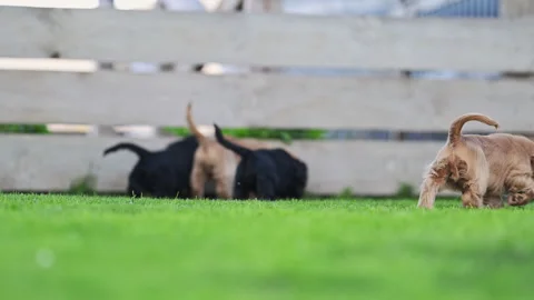 Slow motion of cute spaniel dogs playing in the garden. Stock Footage 316093070