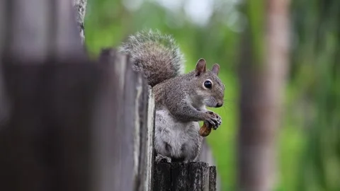 Slow Motion of a Cute Squirrel Eating a Peanut White on Top of a Wooden Fence Stock Footage 260971361