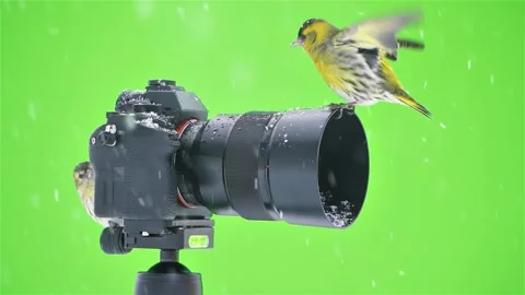 Slow motion of cute yellow bird siskin finch sit on a camera in winter wildlife Stock Footage 235918014