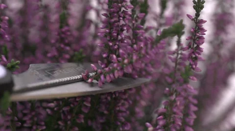 Slow motion cutting heather Stock Footage 33801721