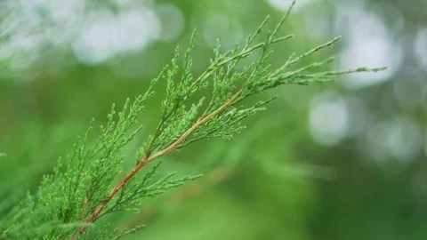 Slow motion of a cypress Stock Footage 91514313