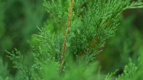 Slow motion of a cypress Stock Footage 91514325