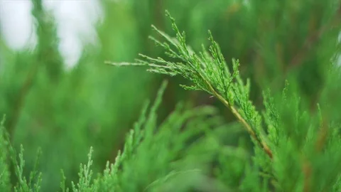 Slow motion of a cypress Stock Footage 91514336