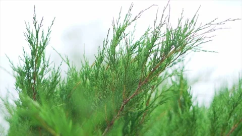 Slow motion of a cypress Stock Footage 91514364