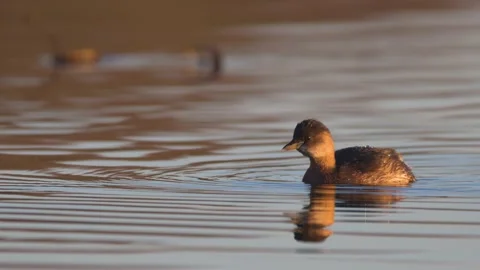 Slow motion of dabchick with winter plumage swimming and then submerging in r Stock Footage 170090878