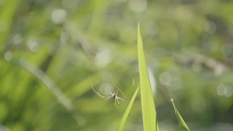 Slow motion daddy-long-legs spider in the grass 4K video 動画素材 195298897